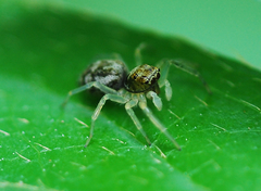Phintella cavaleriei