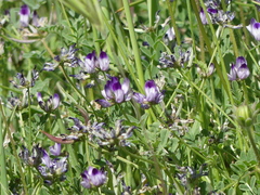 Astragalus rattanii jepsonianus