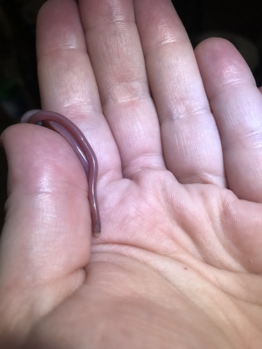 Photo of a Small-headed Blind Snake (affinis) (Anilios affinis)