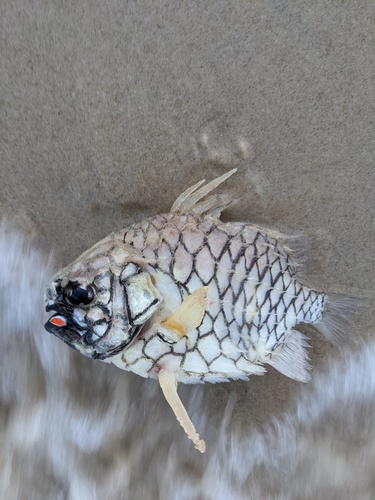 Australian pineapplefish (Cleidopus gloriamaris) — Monocentridae — 2