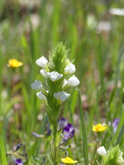 Castilleja rubicundula rubicundula