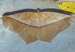 Prochoerodes striata