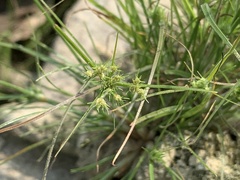 Fimbristylis squarrosa