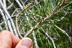 Pinus nelsonii