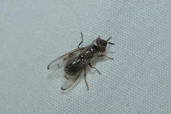 Senopterina caerulescens