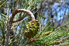 Pinus nelsonii