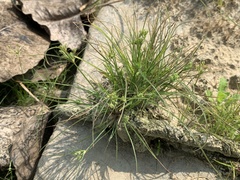 Fimbristylis squarrosa