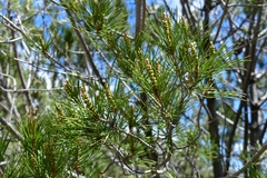 Pinus nelsonii