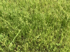 Fimbristylis squarrosa