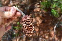 Pinus nelsonii