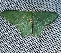 Chloropteryx tepperaria