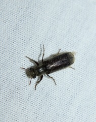 Melalgus plicatus