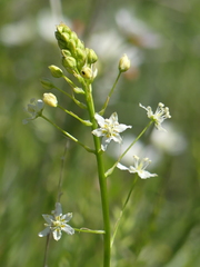 Toxicoscordion fontanum