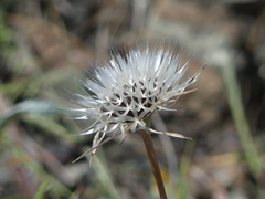 Uropappus