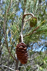 Pinus nelsonii