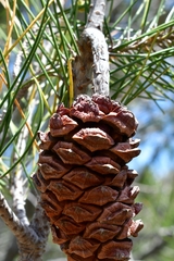 Pinus nelsonii