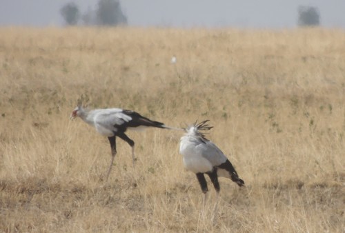 Secretarybird