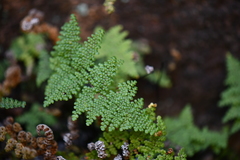 Myriopteris lendigera