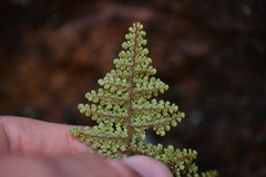 Myriopteris lendigera