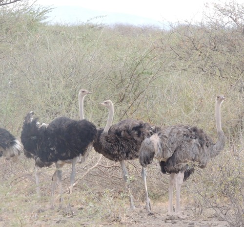 Somali Ostrich