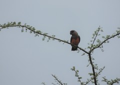 Poicephalus rufiventris
