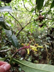 Palicourea padifolia