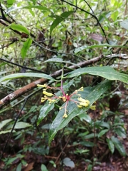 Palicourea padifolia