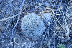 Mammillaria barbata