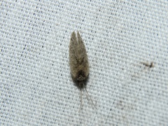 Sympherobius barberi