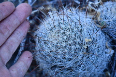 Mammillaria barbata