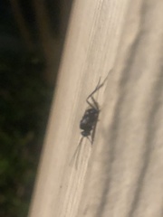 Evania appendigaster