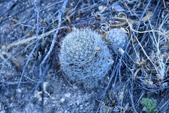 Mammillaria barbata