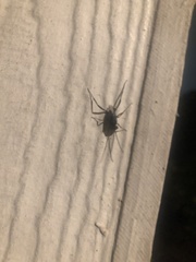 Evania appendigaster