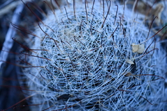 Mammillaria barbata