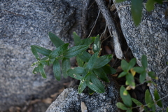 Brickellia pringlei