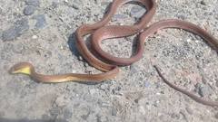 Boiga ochracea