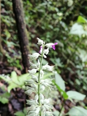 Salvia whitefoordiae