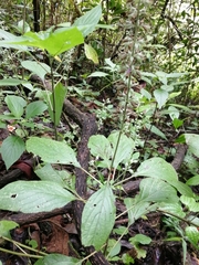 Salvia whitefoordiae