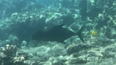 Caranx melampygus