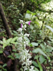 Salvia whitefoordiae