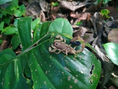 Centruroides limbatus