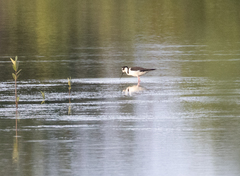 Himantopus mexicanus