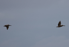 Pelecanus occidentalis