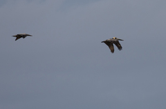 Pelecanus occidentalis