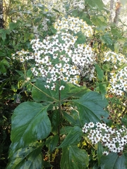 Schistocarpha longiligula