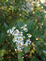 Schistocarpha longiligula