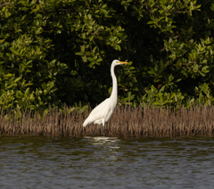 Ardea alba
