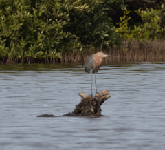 Egretta rufescens