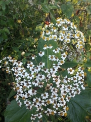 Schistocarpha longiligula