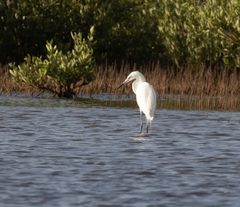 Egretta rufescens